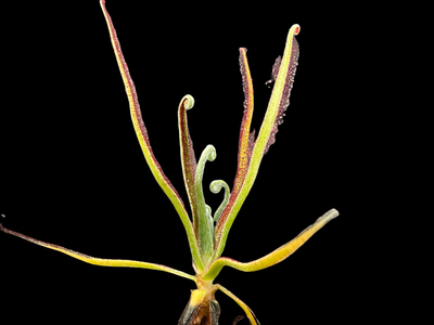 Drosera magnifica Sundew