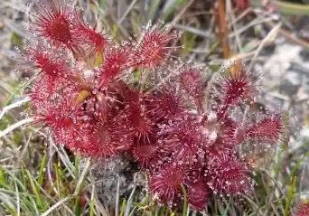 Drosera roraimae Sundew