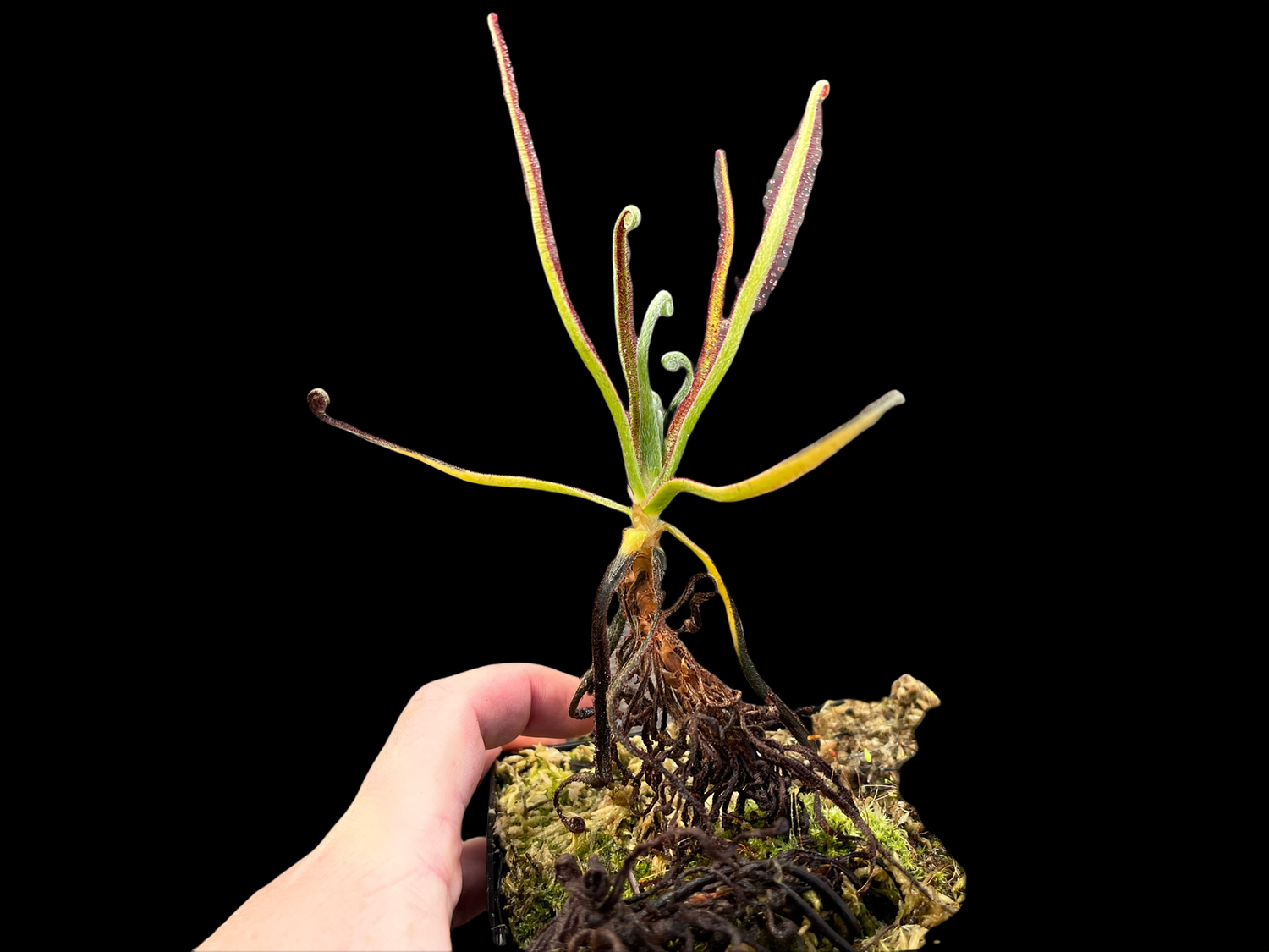 Drosera magnifica Sundew