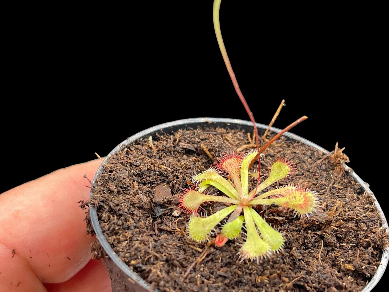 Drosera natalensis Natal Sundew