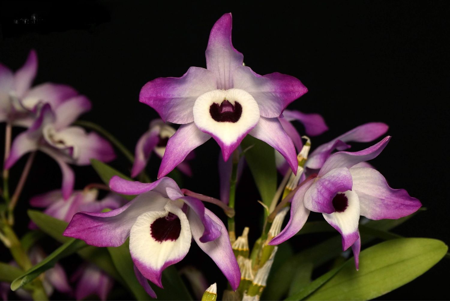 Dendrobium nobile Orchid