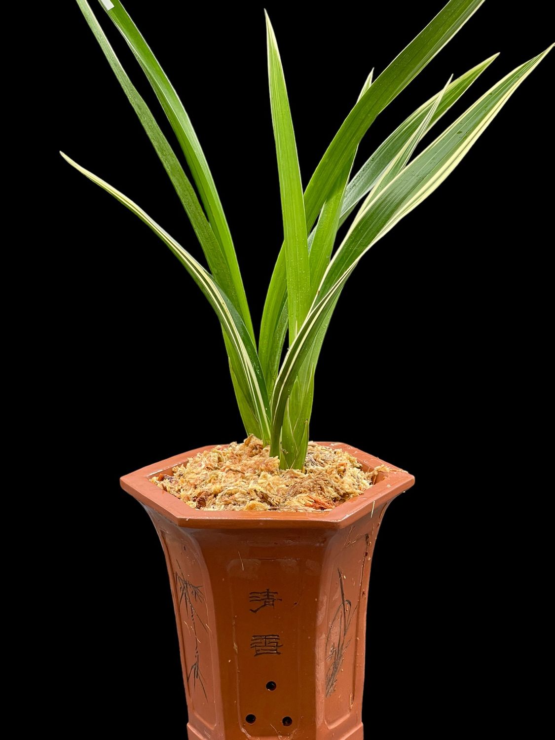 Cymbidium sinense Da Xun Orchid