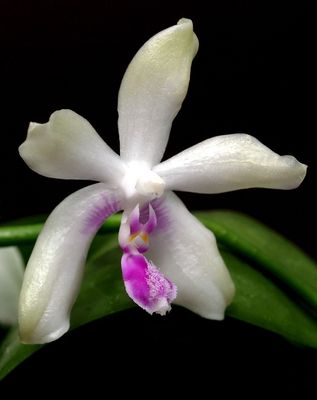 Phalaenopsis fimbriata Orchid w/ spikes! 