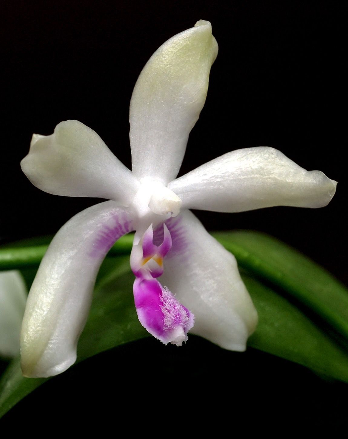Phalaenopsis fimbriata Orchid w/ spikes! 