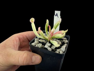 Heliamphora cv. BCP Flamingo - WYSIWYG (A)