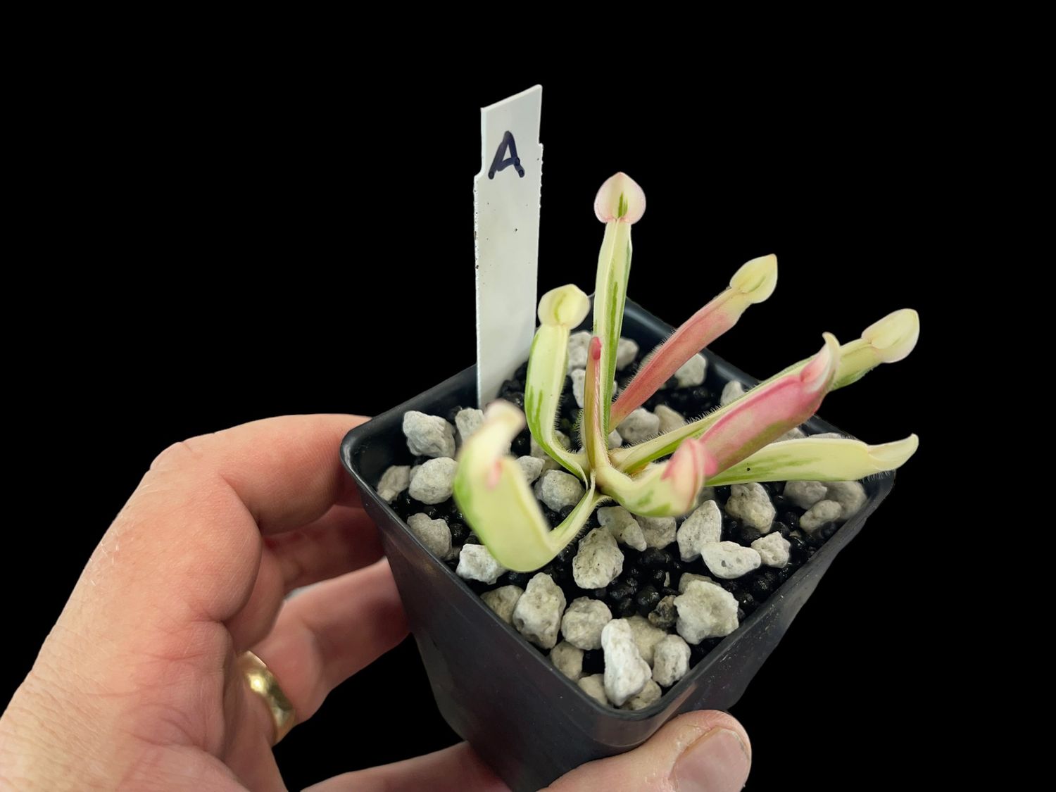 Heliamphora cv. BCP Flamingo - WYSIWYG (A)