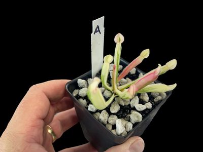 Heliamphora cv. BCP Flamingo - WYSIWYG (A)