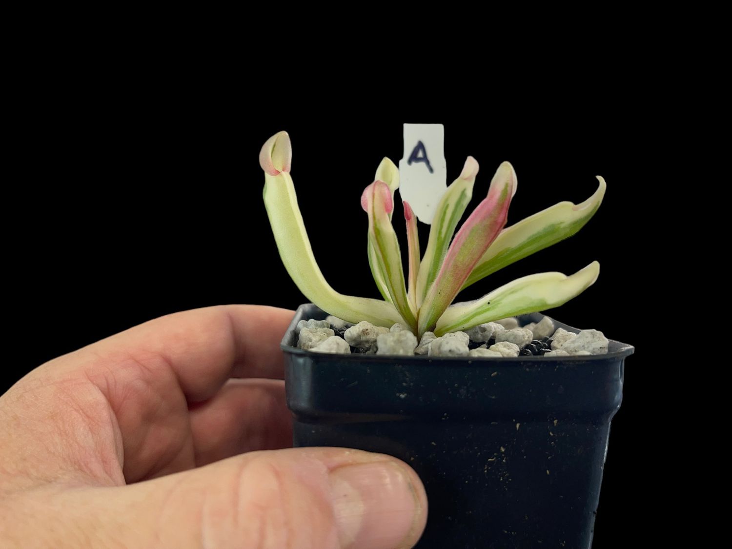Heliamphora cv. BCP Flamingo - WYSIWYG (A)
