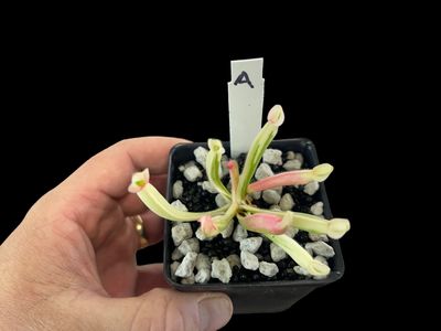 Heliamphora cv. BCP Flamingo - WYSIWYG (A)