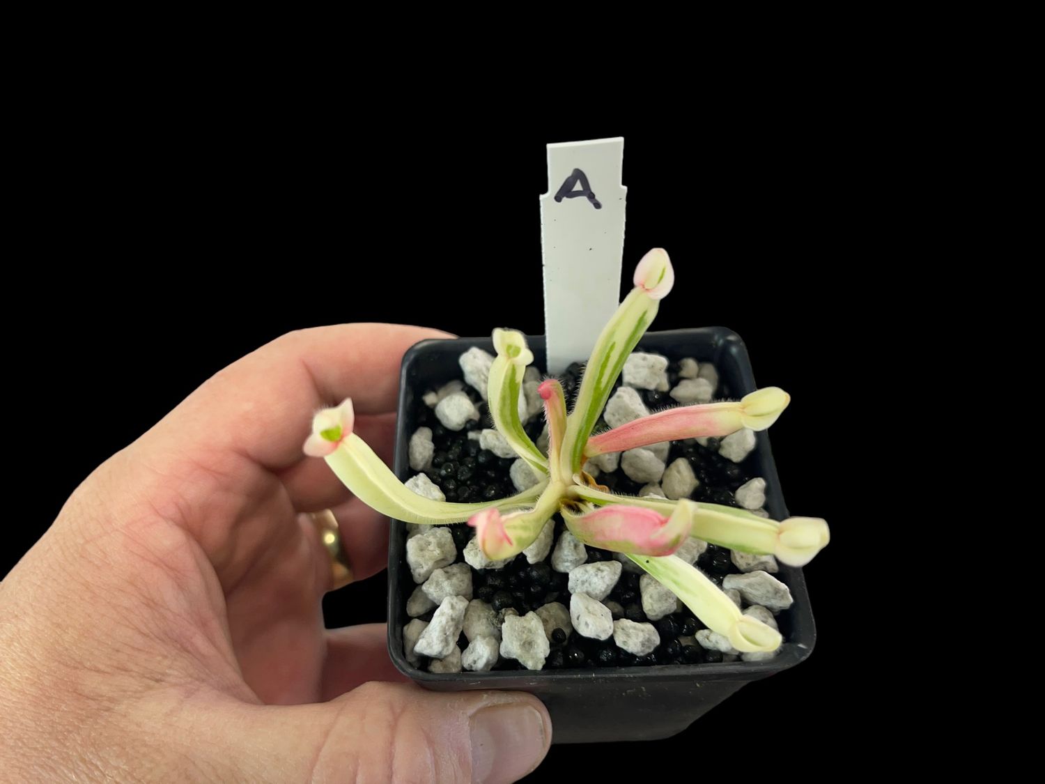 Heliamphora cv. BCP Flamingo - WYSIWYG (A)