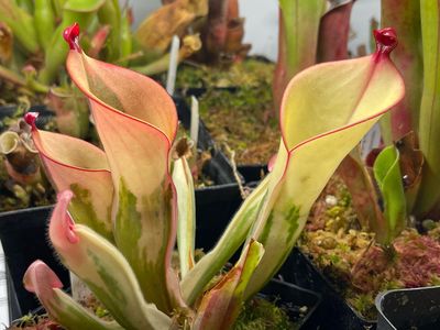 Heliamphora cv. BCP Flamingo - WYSIWYG (A)