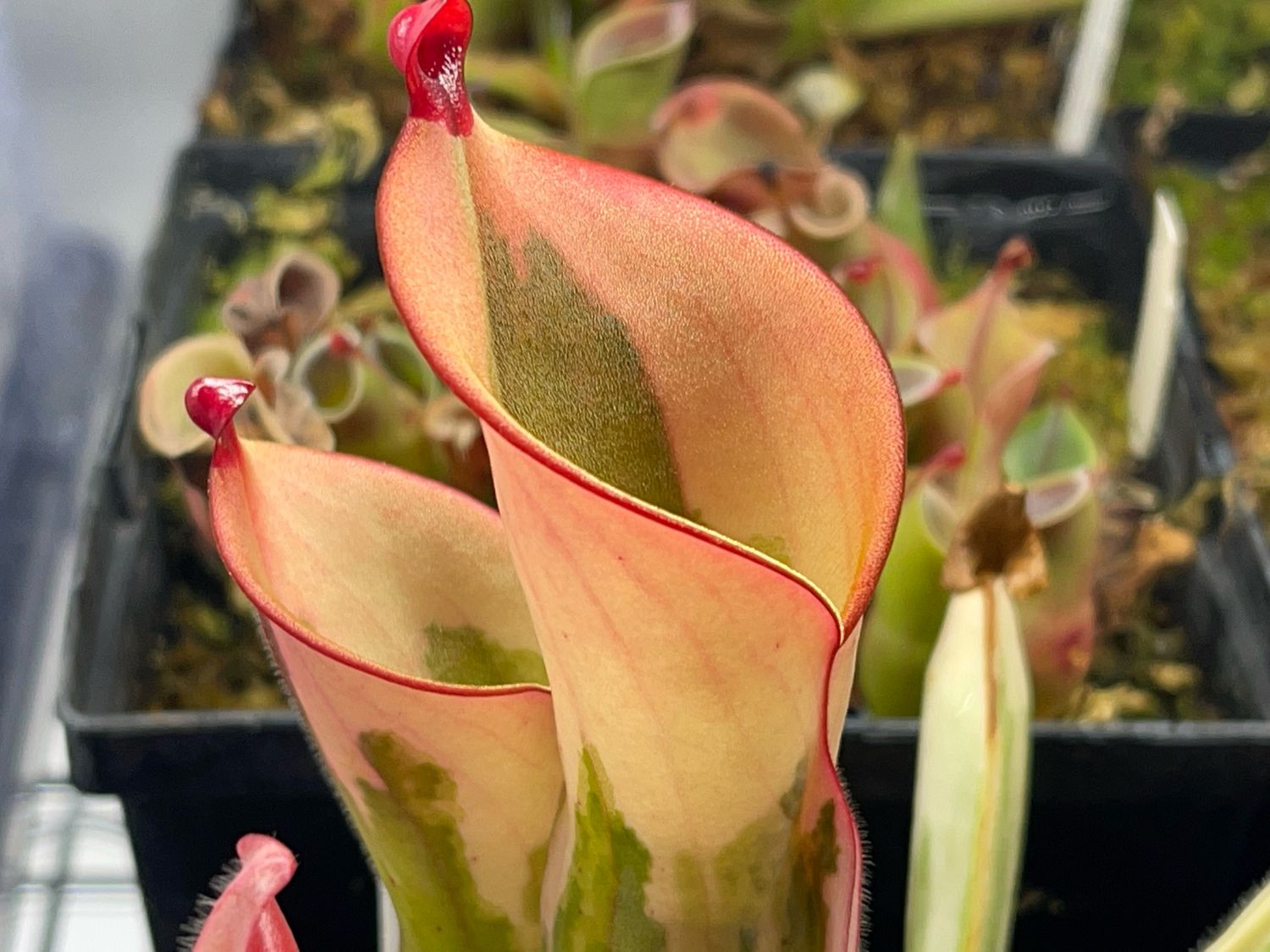 Heliamphora cv. BCP Flamingo - WYSIWYG (A)