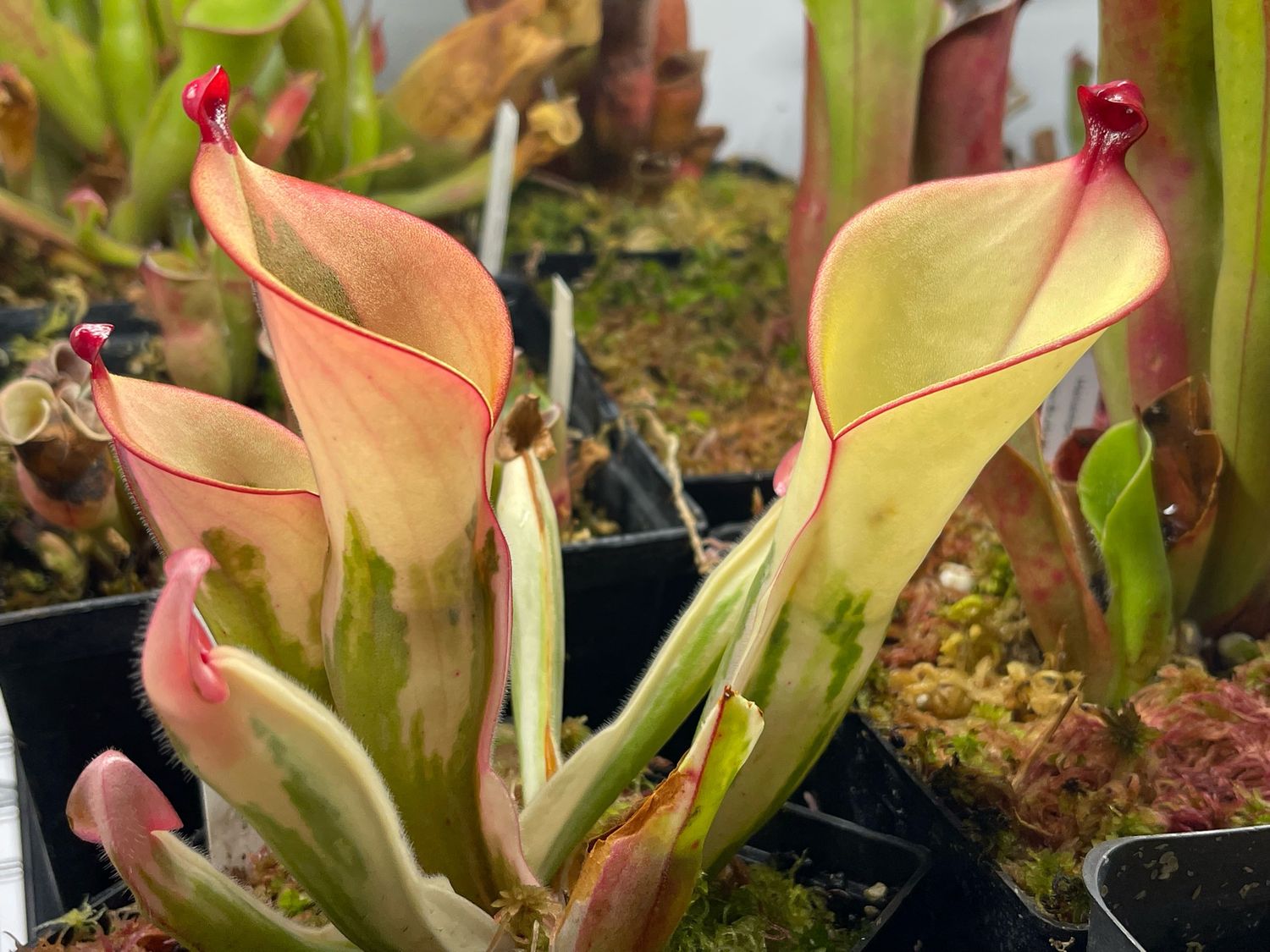 Heliamphora cv. BCP Flamingo - WYSIWYG (B)