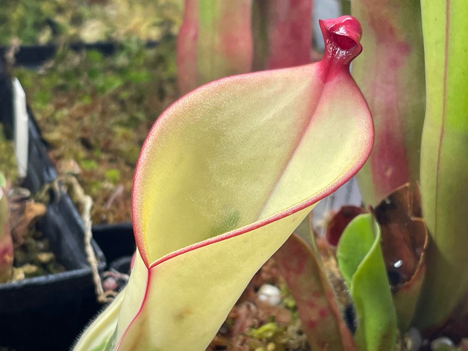 Heliamphora cv. Heliamphora cv. 'BCP Flamingo' ヘリアンフォラ