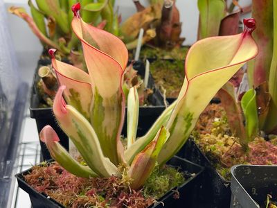 その他観葉植物 Heliamphora cv. 'BCP Flamingo' 4502072917.jpg