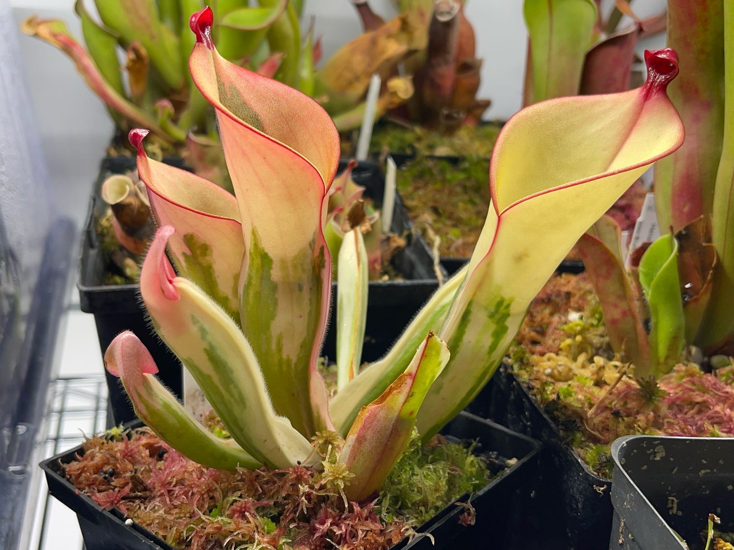 その他観葉植物 Heliamphora cv. 'BCP Flamingo' GRww-DHacAcNNWU.jpg