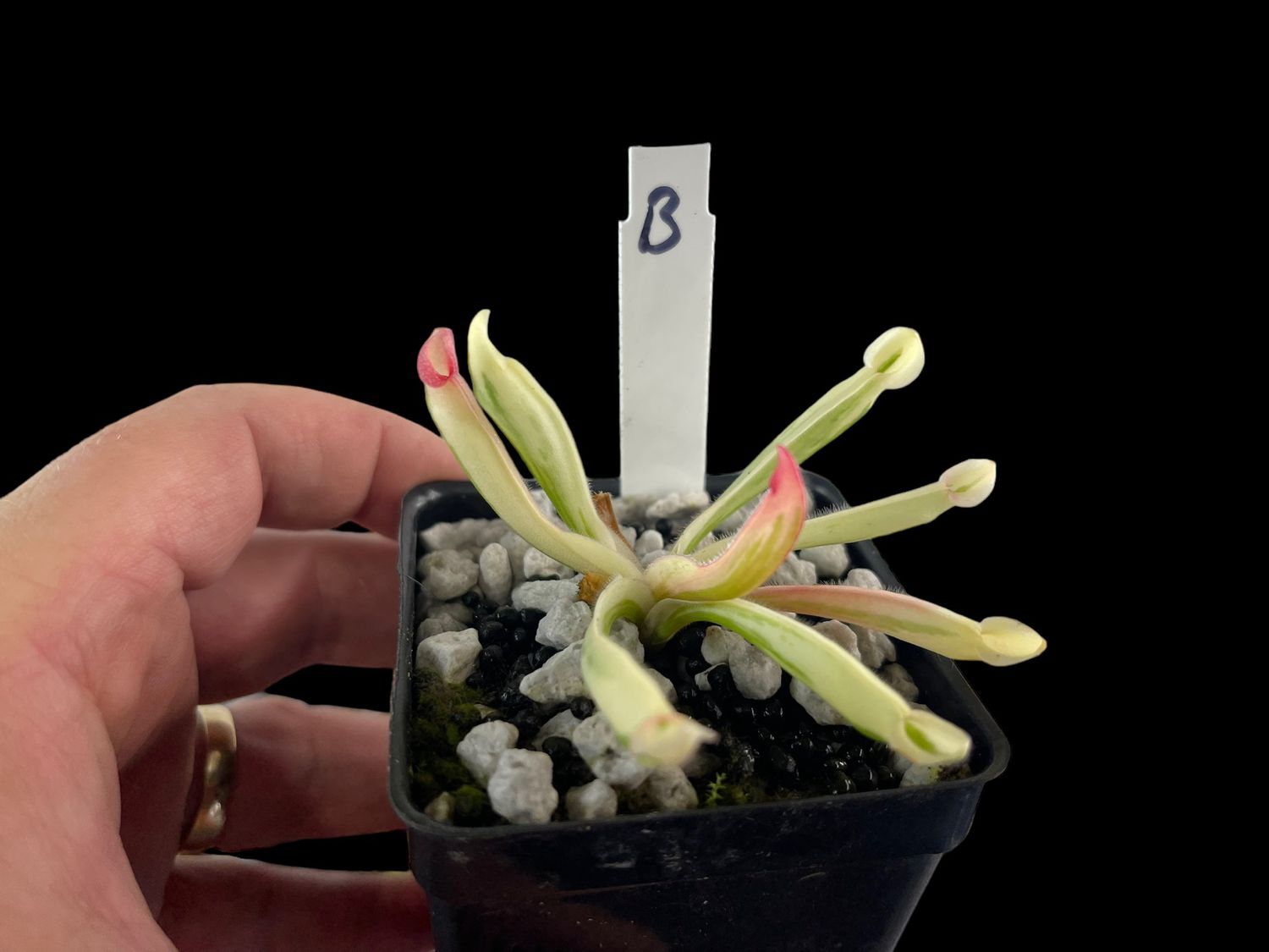 Heliamphora cv. BCP Flamingo - WYSIWYG (B)