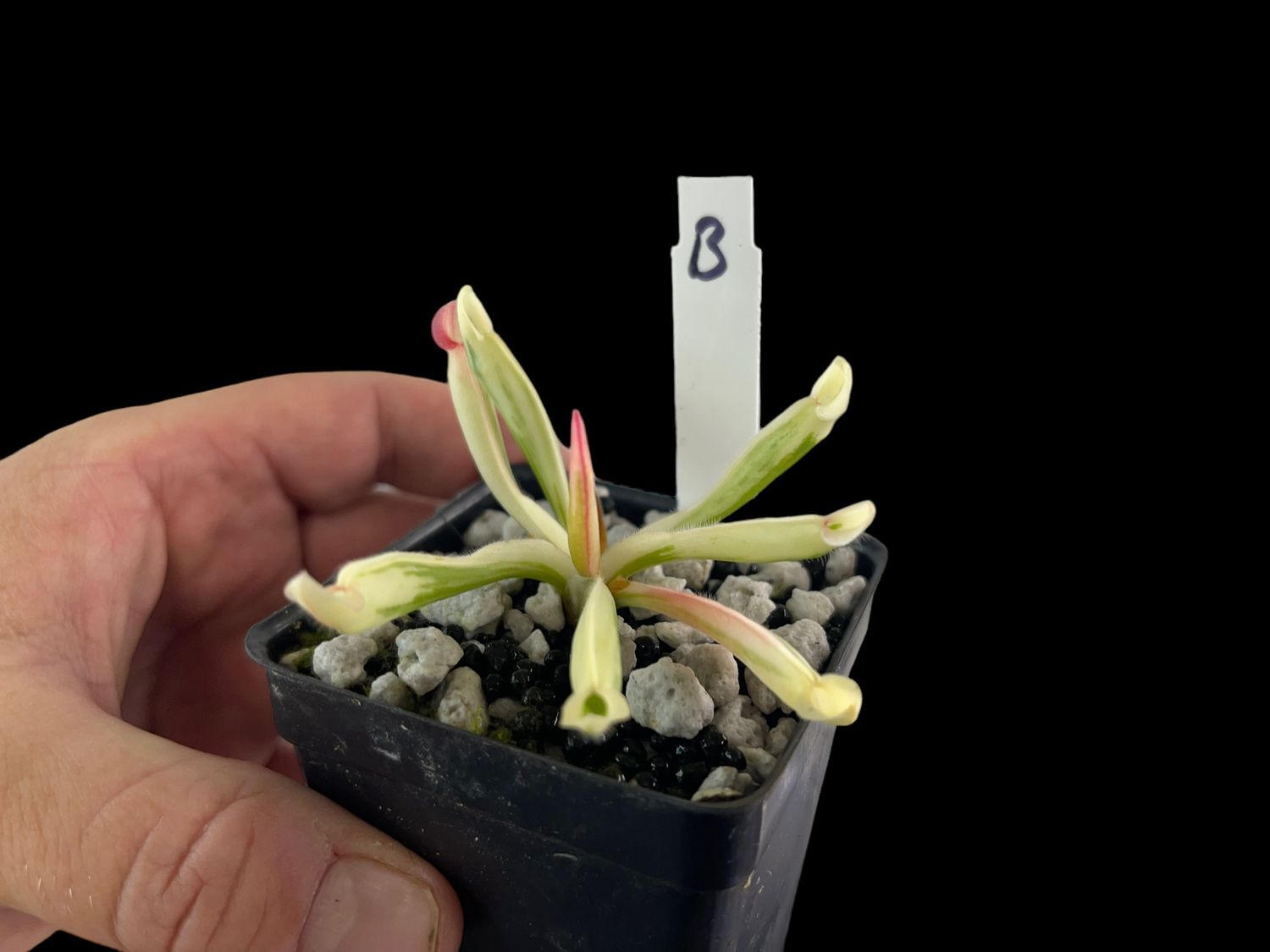 Heliamphora cv. BCP Flamingo - WYSIWYG (B)
