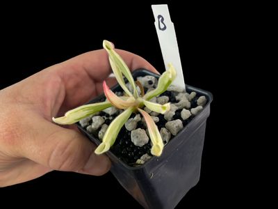 Heliamphora cv. BCP Flamingo - WYSIWYG (B)