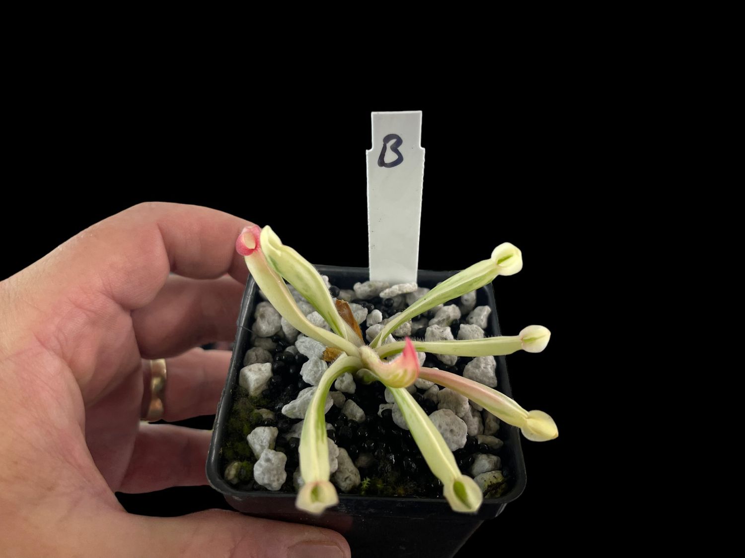 Heliamphora cv. BCP Flamingo - WYSIWYG (B)