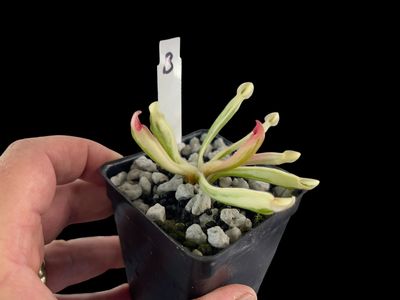 Heliamphora cv. BCP Flamingo - WYSIWYG (B)