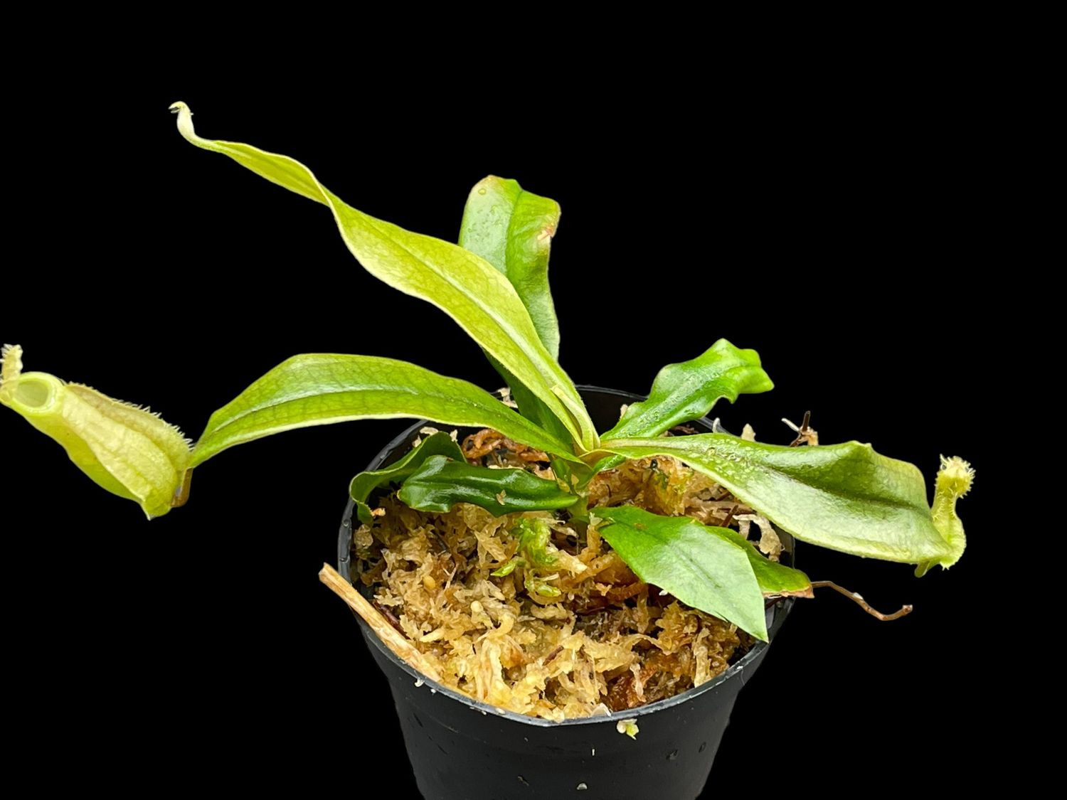 Nepenthes Susan - Small