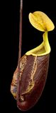 Nepenthes Suki