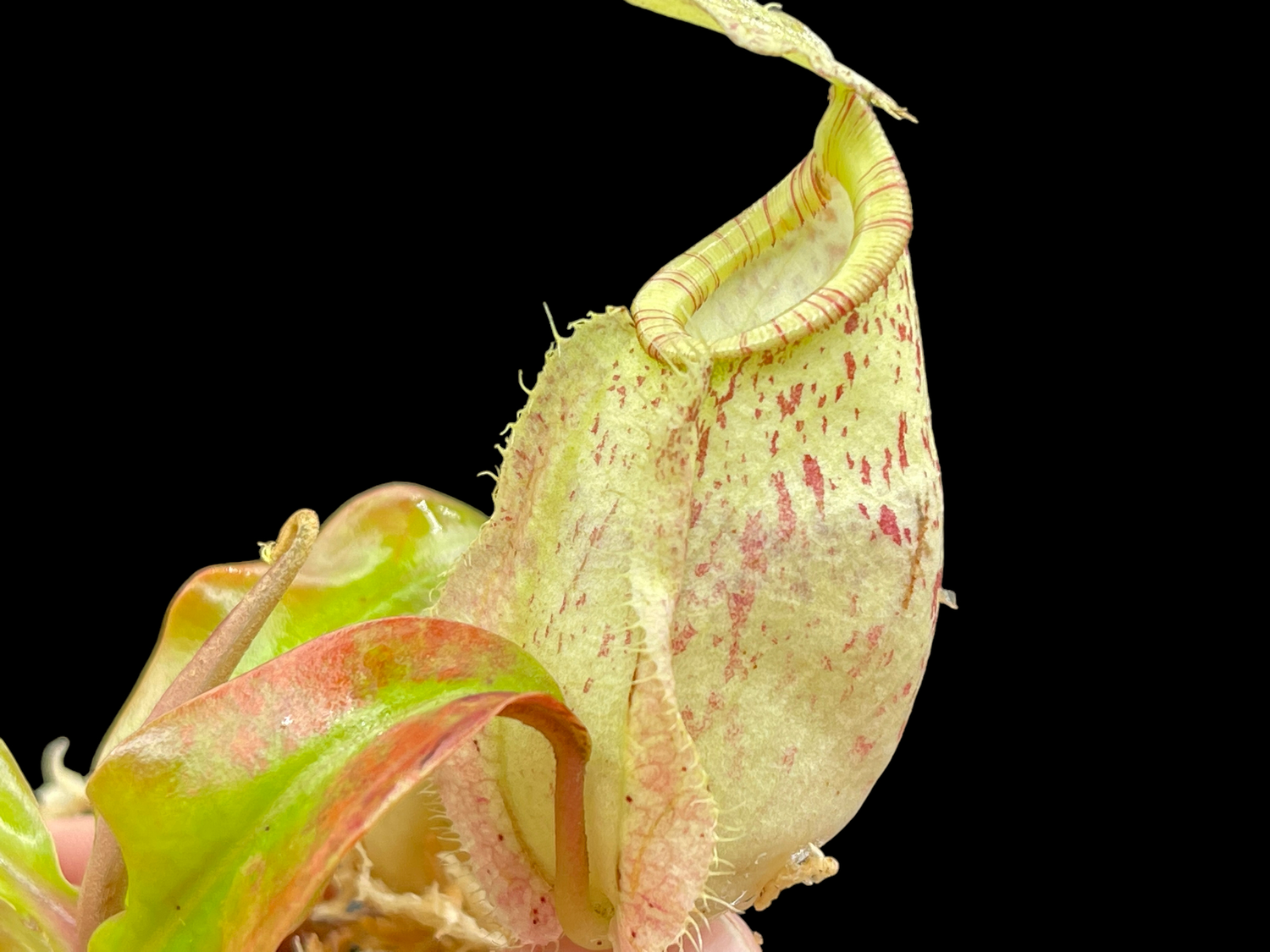 Nepenthes Susan - Small