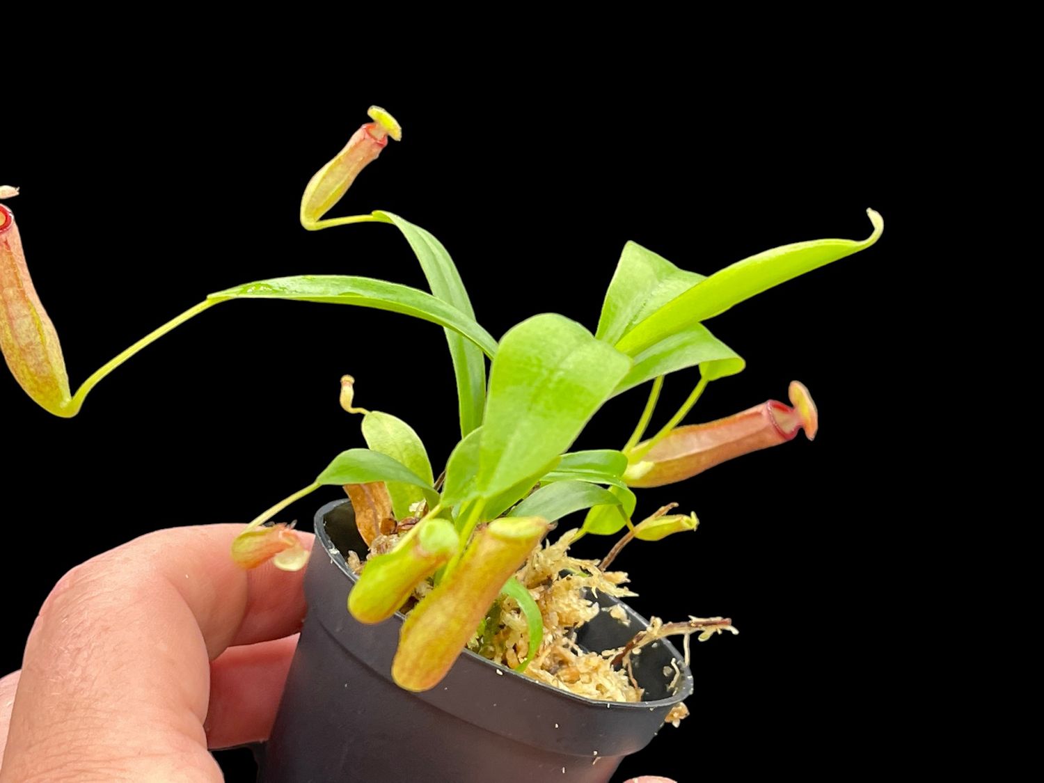 Nepenthes Bill Bailey (Small)
