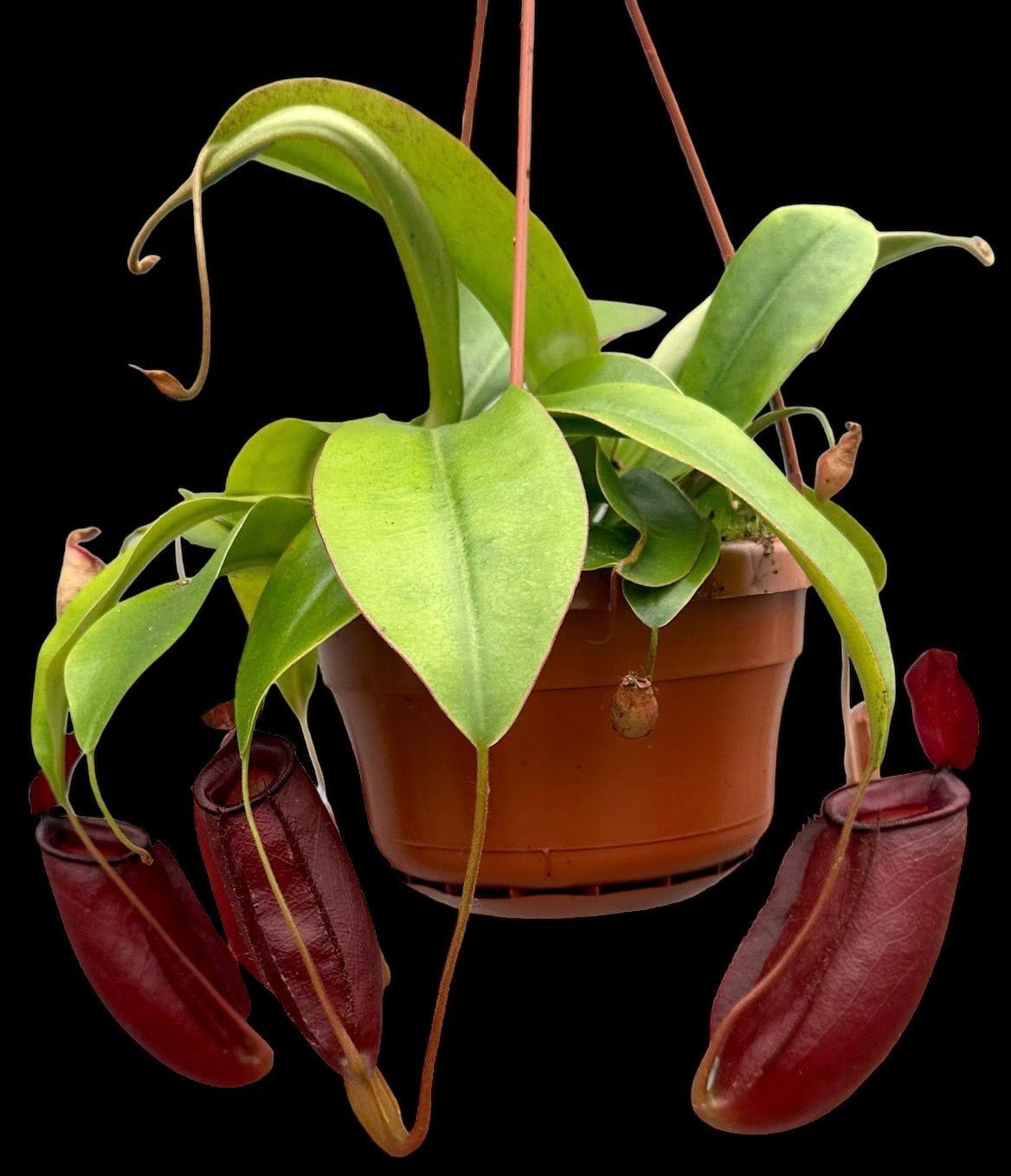 Nepenthes Diana