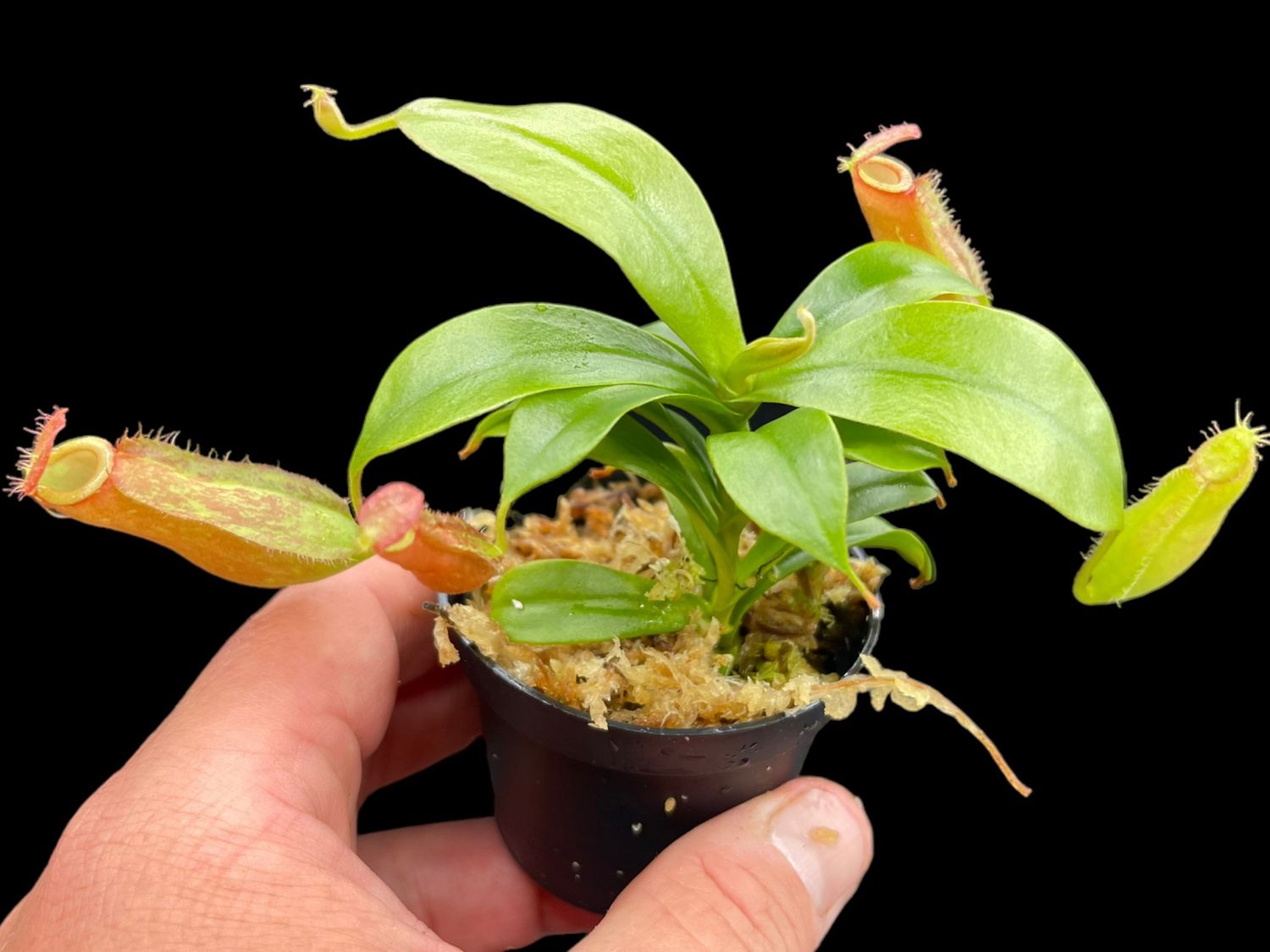 Nepenthes Diana