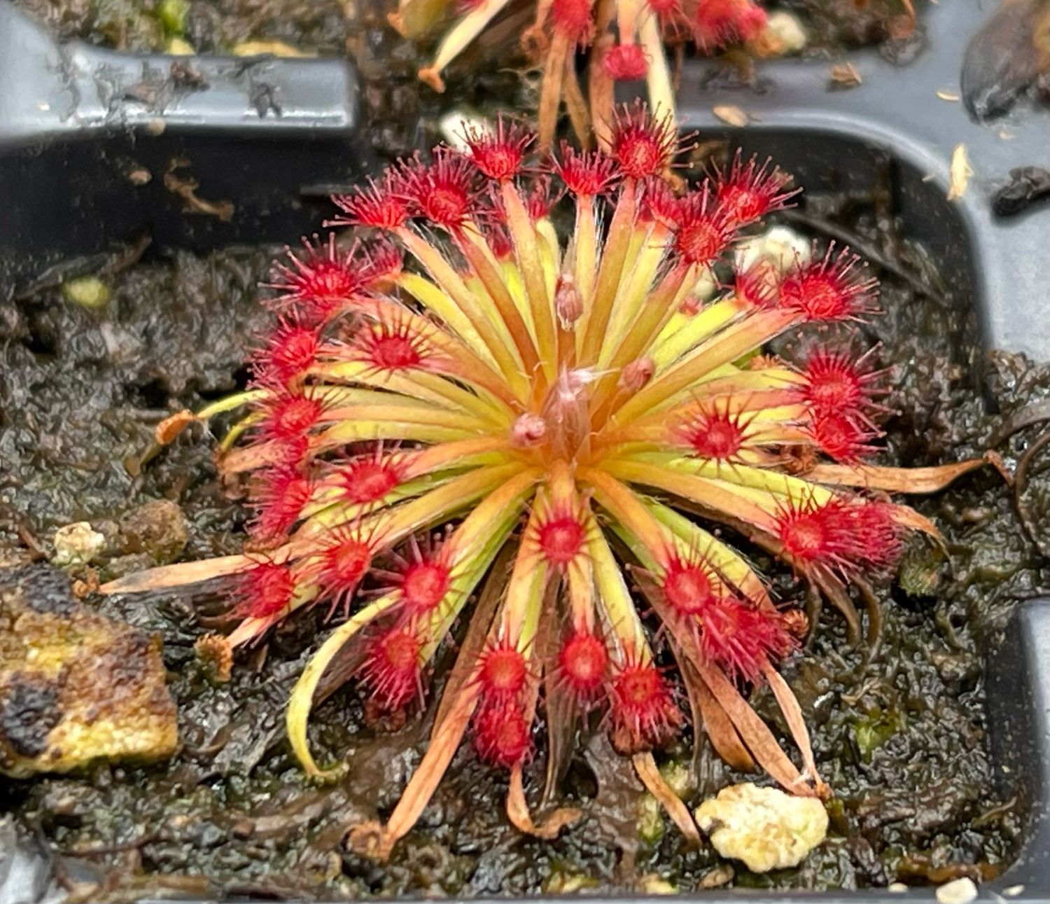 Drosera aff. lanata Flying Fox Creek - Very Limited! 