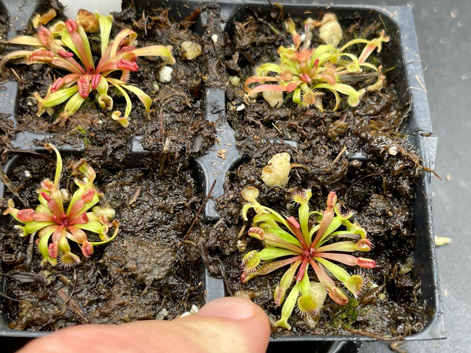 Drosera kenneallyi
