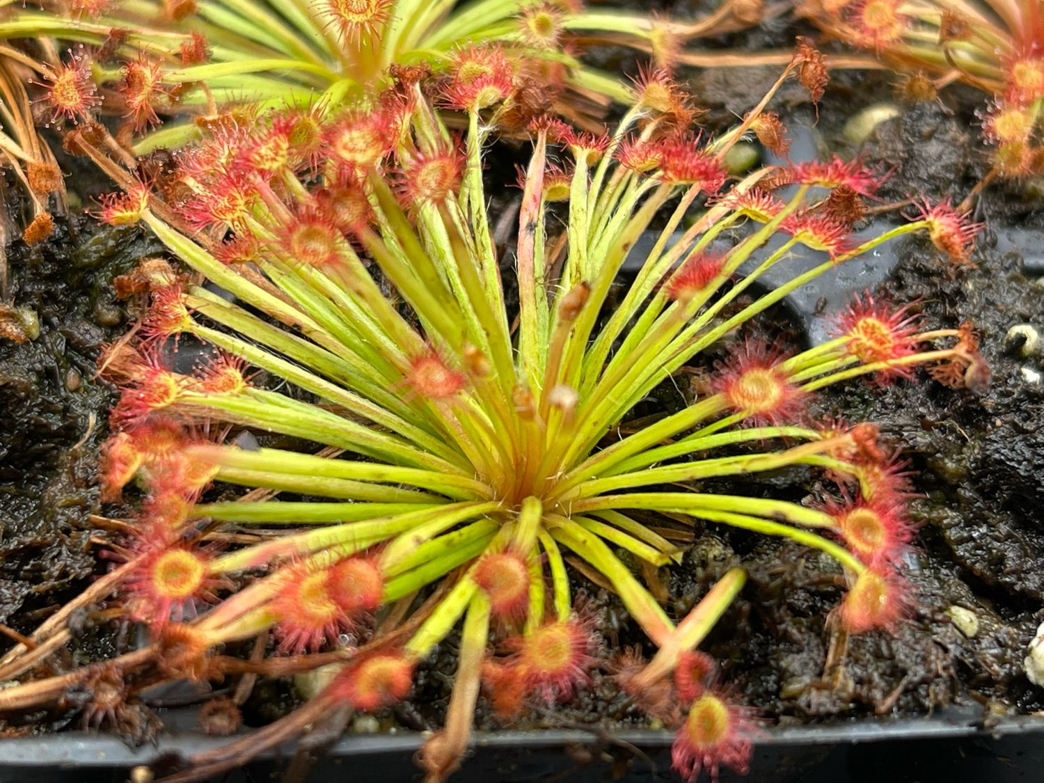 Drosera petiolaris - Russell Creek, North Queensland - Very Limited!