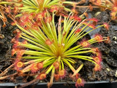 Drosera petiolaris - Russell Creek, North Queensland - Very Limited!