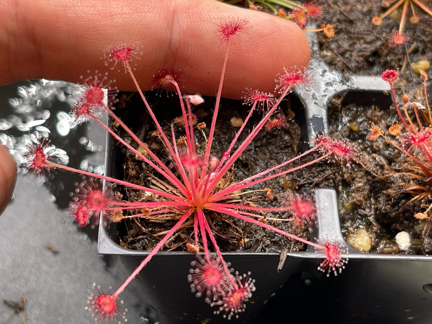 Drosera paradoxa - Mount Bomford, Kimberly, West Au. 