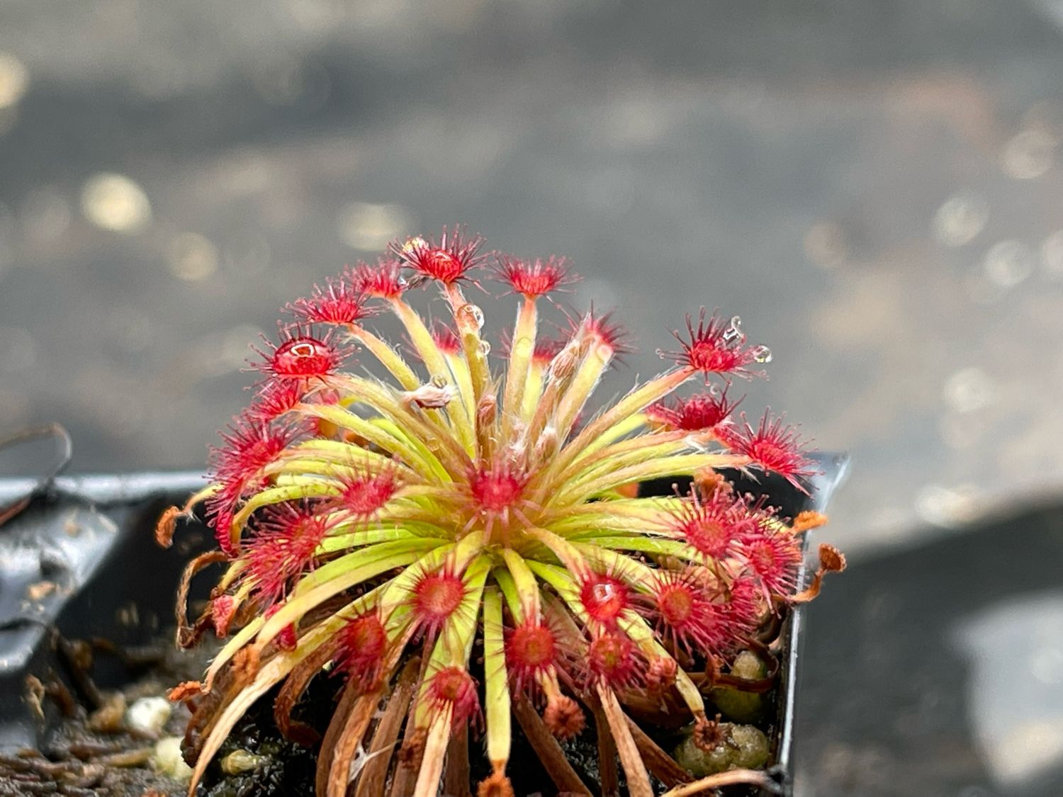 Drosera aff. lanata Flying Fox Creek - Very Limited!