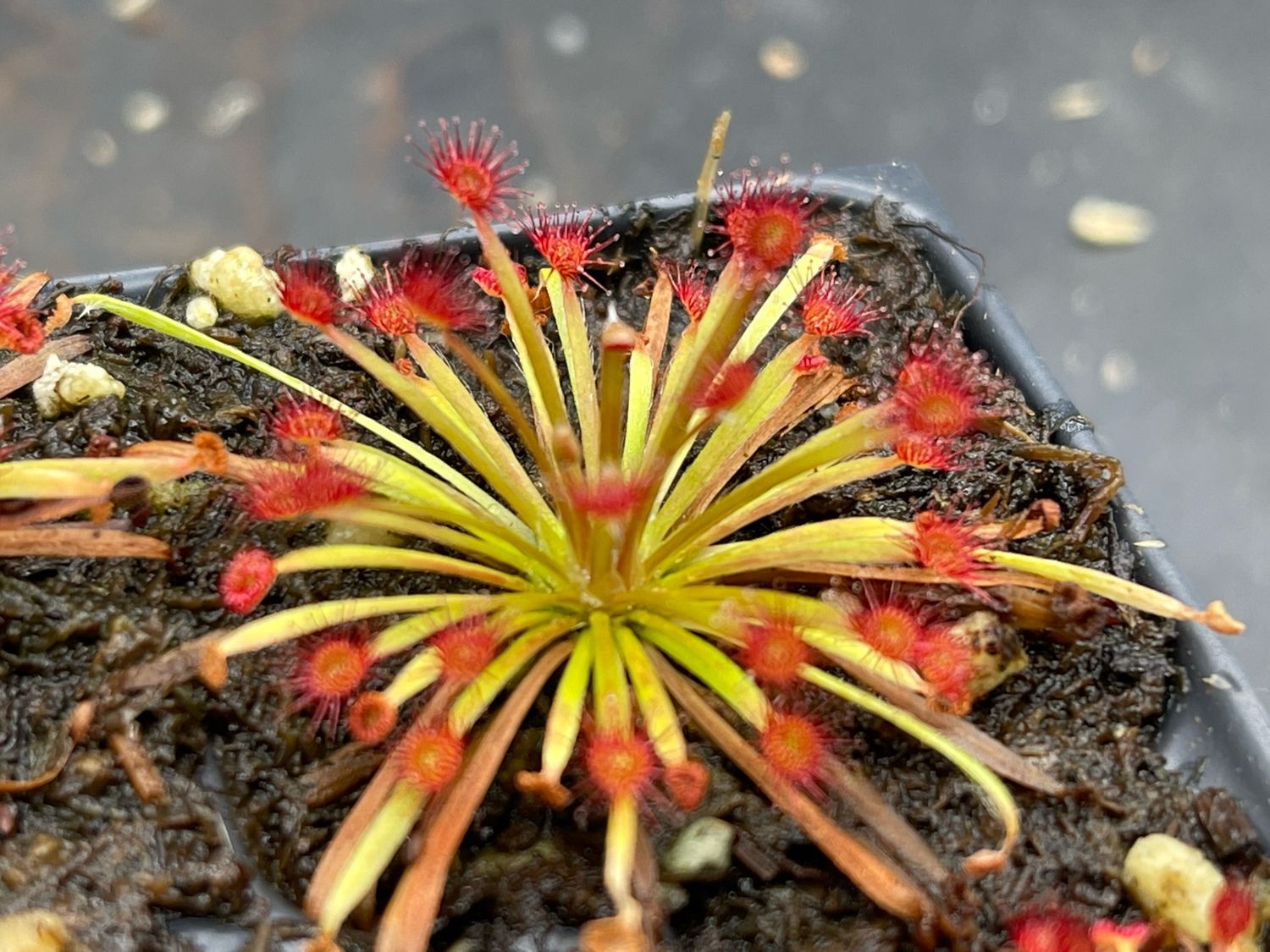 Drosera aff. lanata Arnhem Highway- Very Limited! 