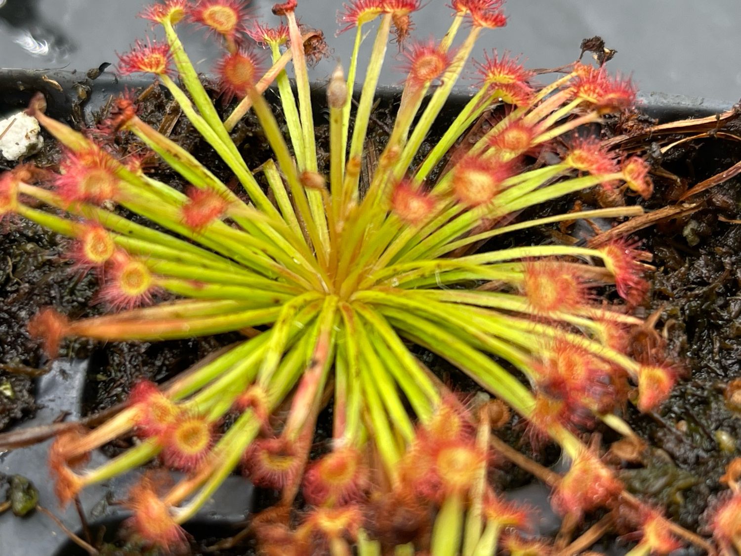Drosera petiolaris - Russell Creek, North Queensland - Very Limited!