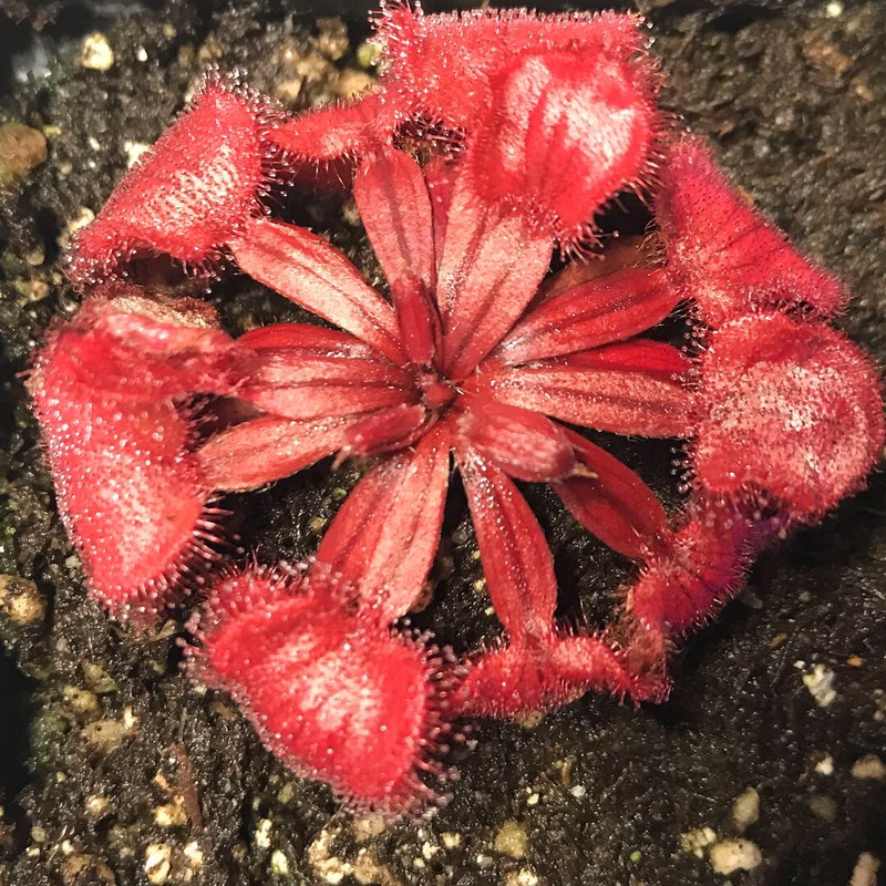 Drosera falconeri - Palmerston x Wangi NT, Australia 