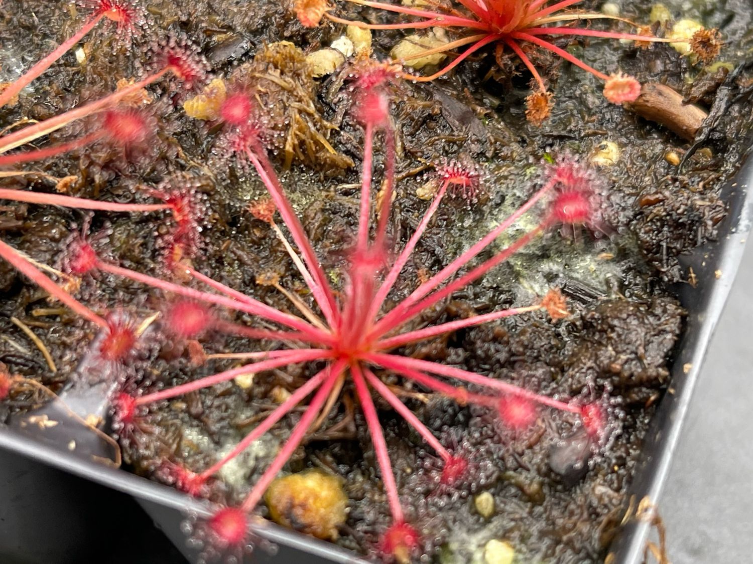 Drosera paradoxa - Mount Bomford, Kimberly, West Au. 