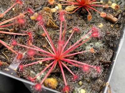 Drosera paradoxa - Mount Bomford, Kimberly, West Au. 
