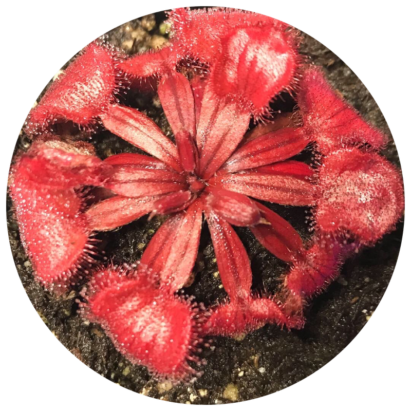 Tropical Sundews
