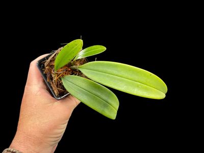 Bulbophyllum macranthum Orchid