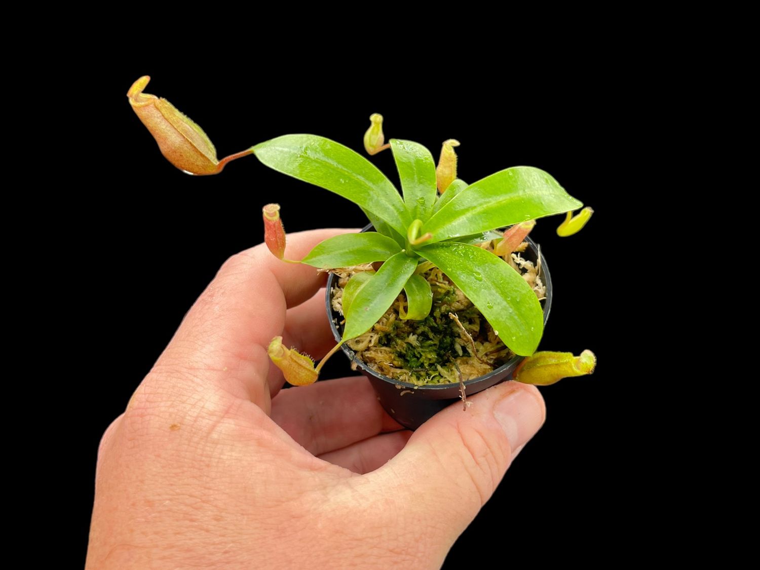 Nepenthes Binky