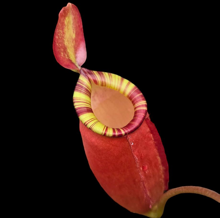 Nepenthes Crimson Kiss