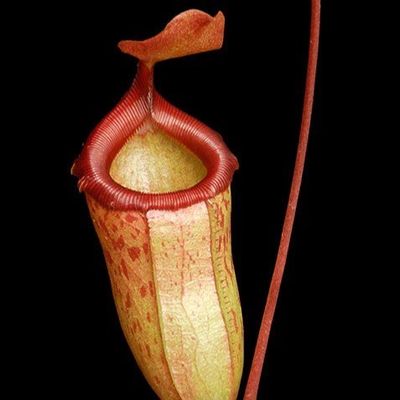 Nepenthes Binky