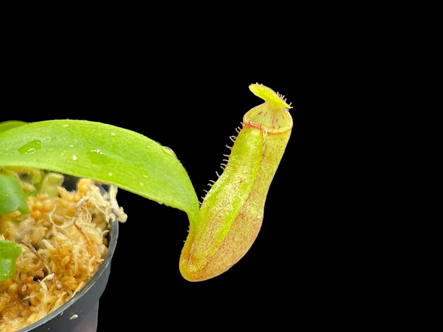 Nepenthes petiolata x mira