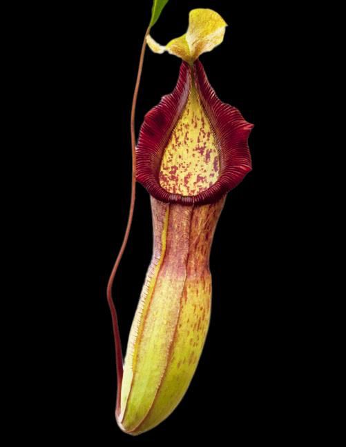 Nepenthes singalana x lowii