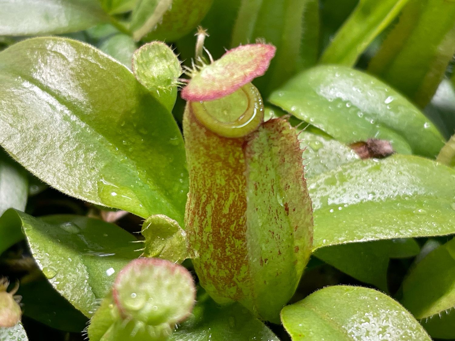 Nepenthes  ampullaria x Species #1